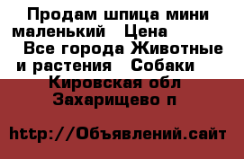 Продам шпица мини маленький › Цена ­ 15 000 - Все города Животные и растения » Собаки   . Кировская обл.,Захарищево п.